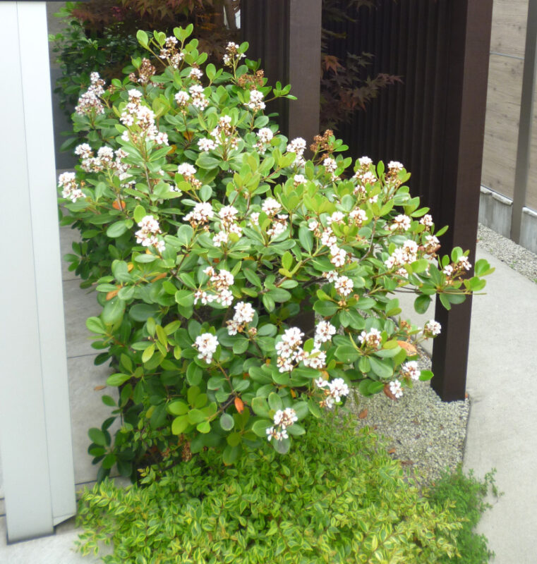 シャリンバイ｜Fgreen