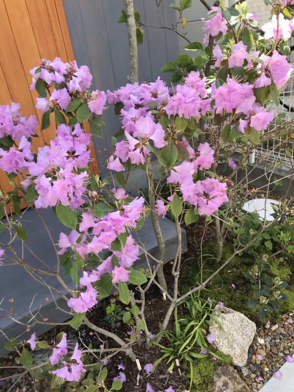 ◆◆ミツバツツジ　山取　　◆◆１３７ ◇◇ミツバツツジ 山取 ◇◇２１９