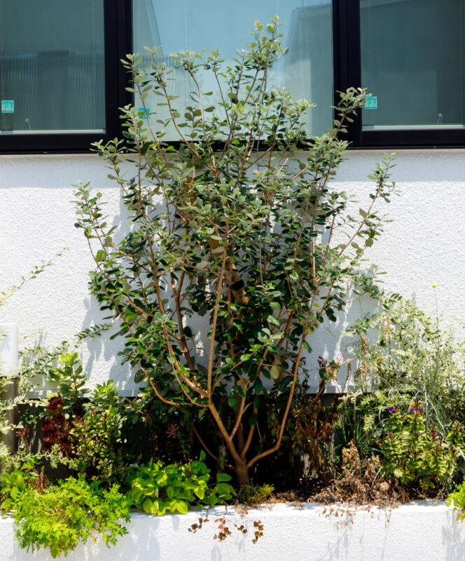 「常緑樹(中高木)」の植栽図鑑|Fgreen