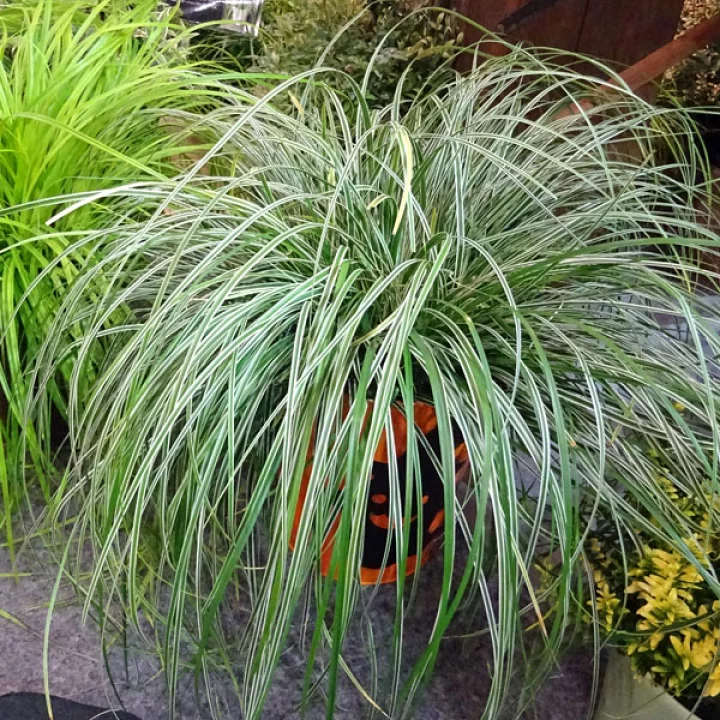 カレックス