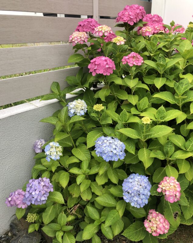 アジサイ