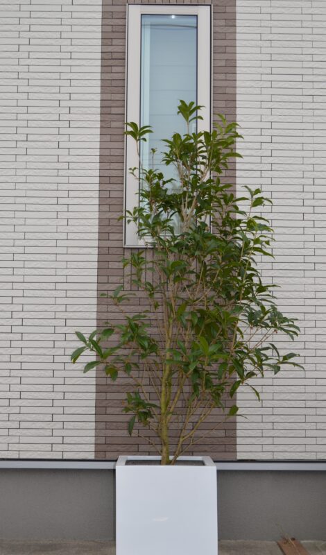 キンモクセイ