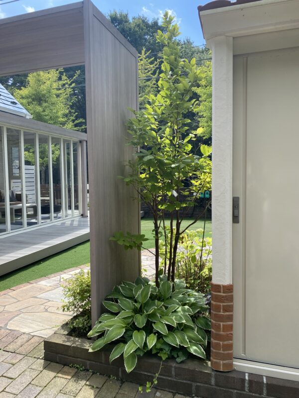 シャラ