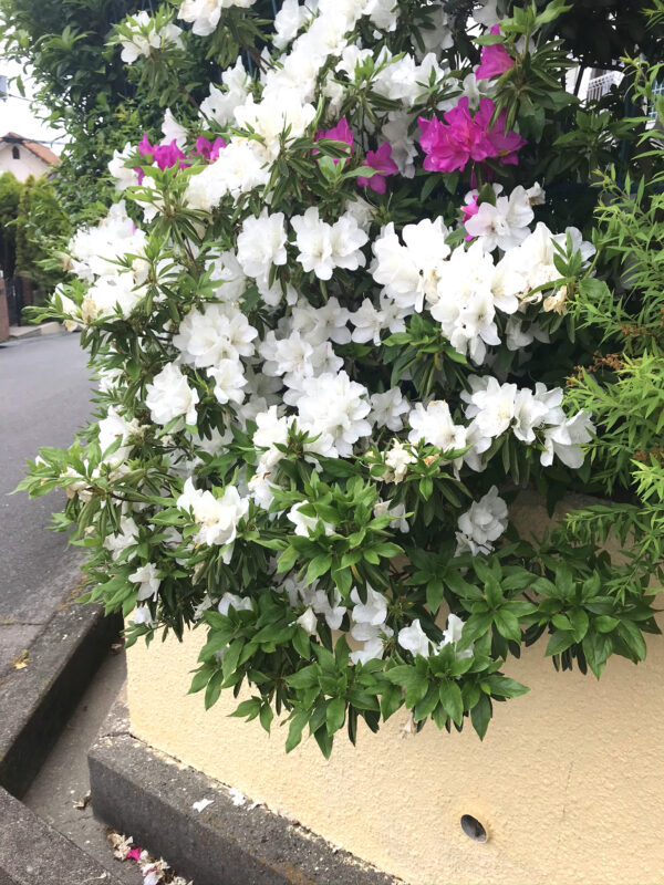 ツツジ類