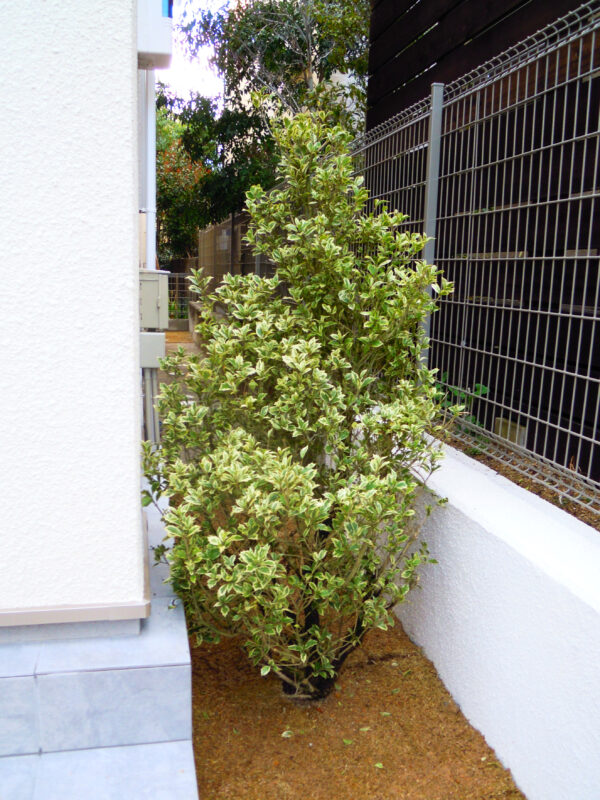 マサキ