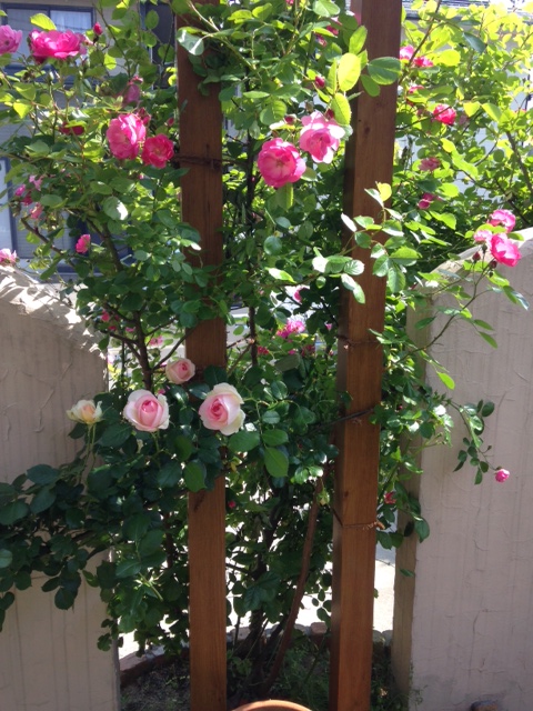 デザイン壁の前には四季咲きのバラを植栽。品種は’ローズ・ポンパドール’（新設塗り壁材＝四国化成工業「パレット」）