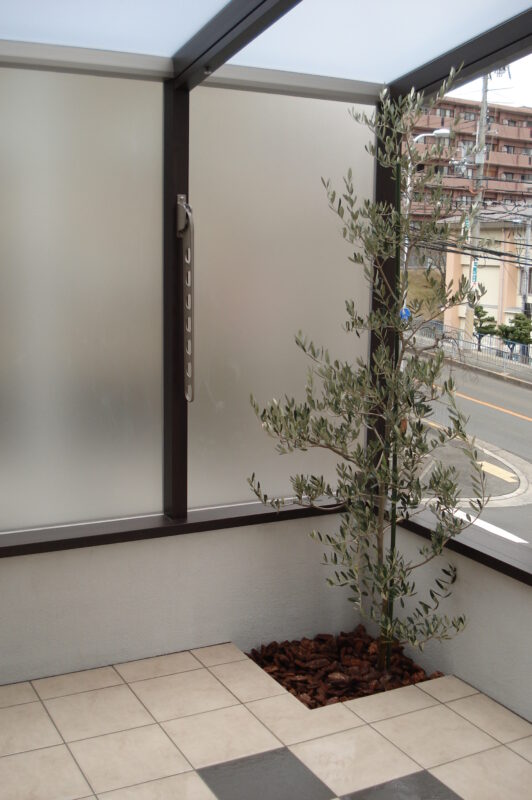 ガーデンルームココマⅡの内側にさりげなくオリーブを植樹。