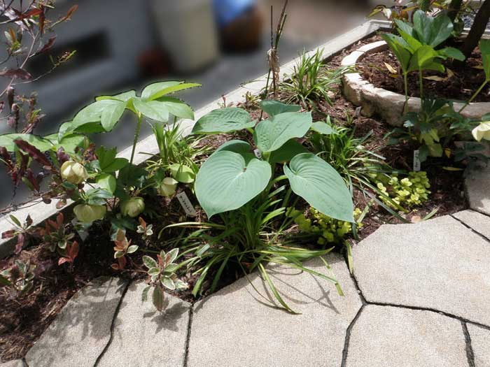 宿根草・多年草をメインに配植