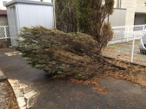 before　強風で倒れた木