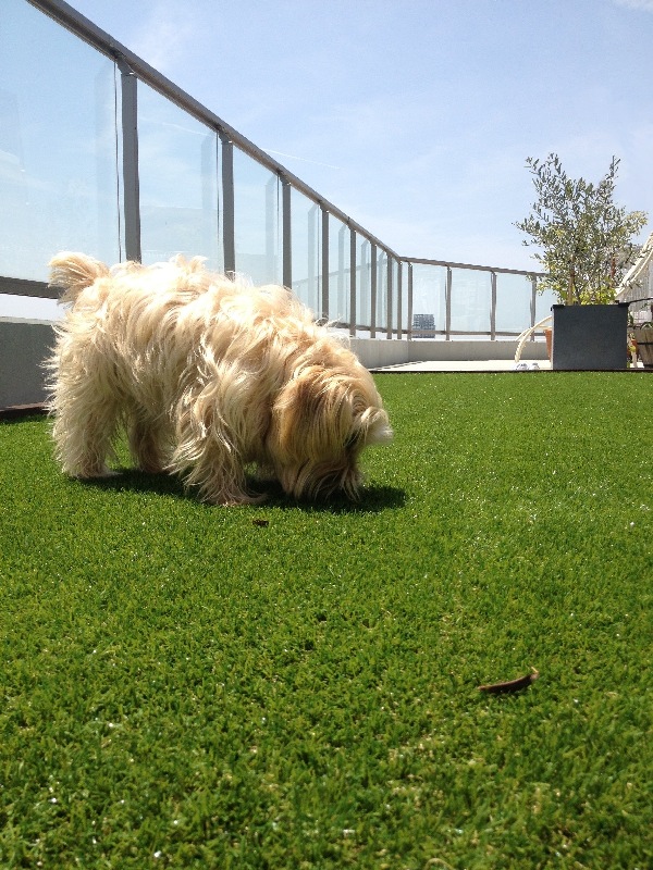 愛犬のくうちゃんも、お天気良い日は人工芝生の上で日光浴をしています。