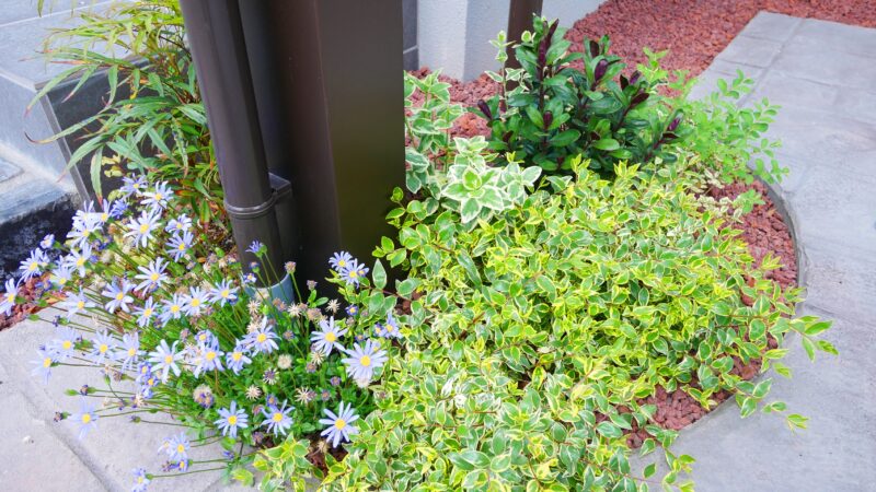 玄関脇のカーポートの足元にも緑を寄せ植え。