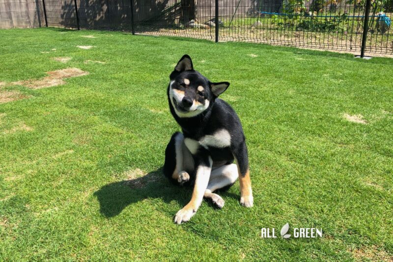 柴犬のウタちゃんも気持ちよさそう