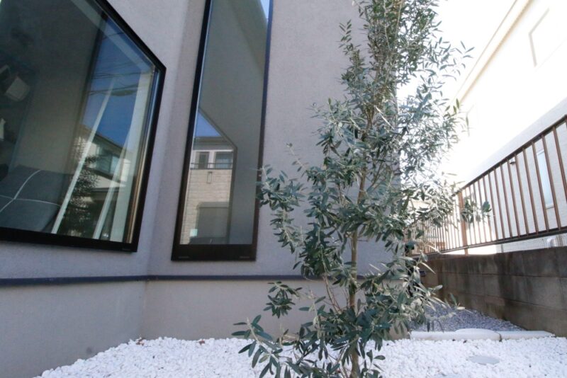 和室の窓から見えるオリーブの木で