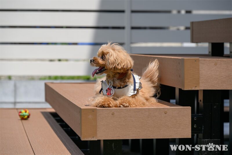 ワンちゃんお気に入りのステップ階段
