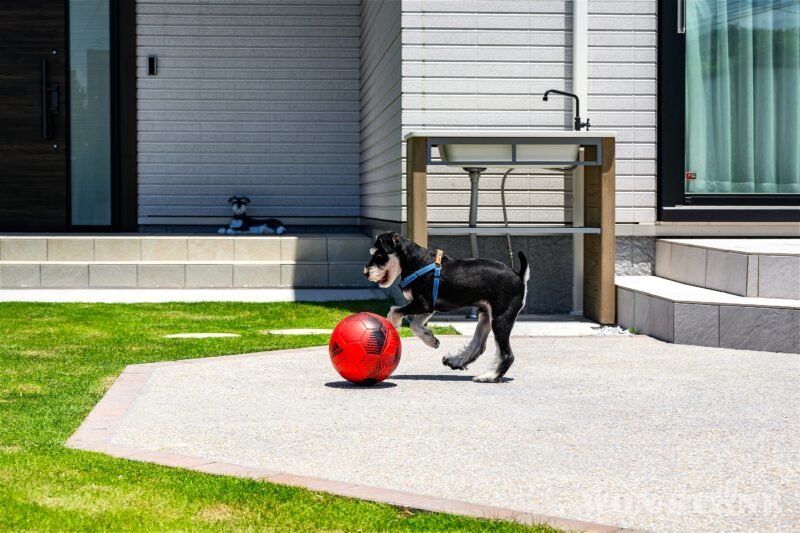 愛犬ジョンくんはボール遊びがお気に入りです。