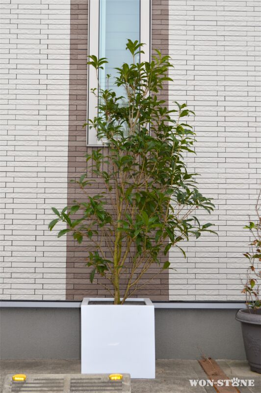 キンモクセイのコンテナ植え